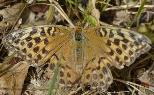 Réf. 240 329 : Argynnis paphia